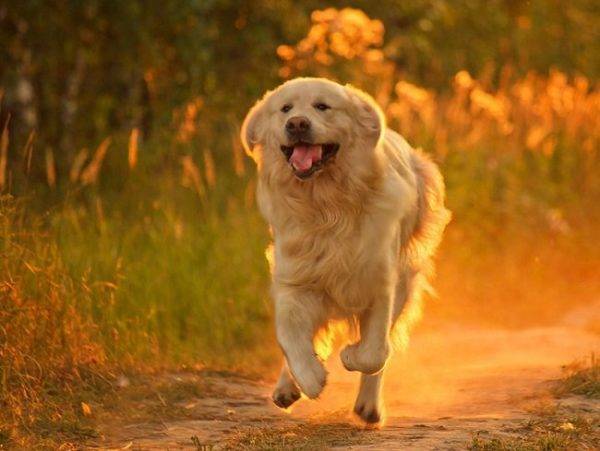 onnellinen koira juoksee