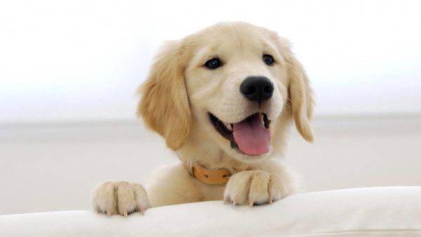 onnellinen koira