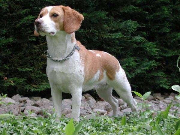 Valkoinen beagle