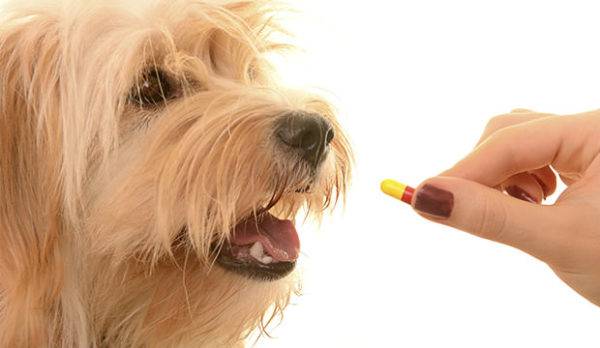 Antibiootit koirille, joilla on keuhkokuume