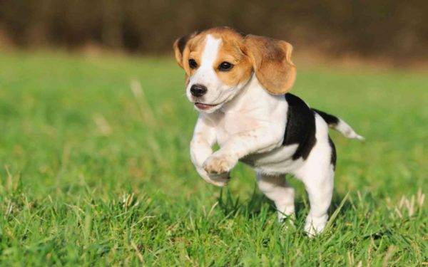 Punapää musta ja valkoinen beagle