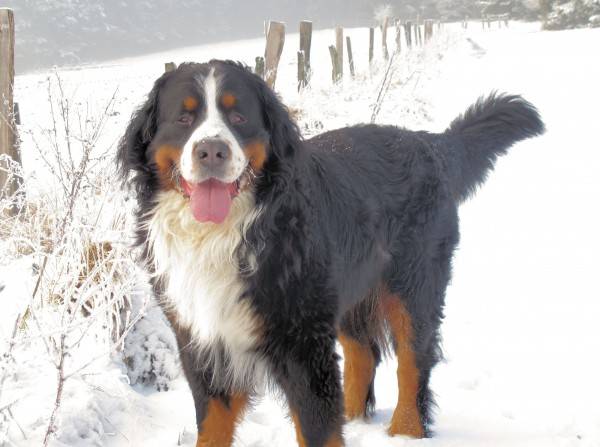 Bernese Mountain Dog talvella