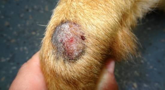 Sieni tai dermaphytosis koirilla