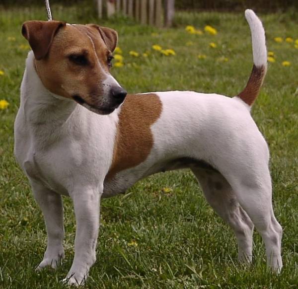 Jack Russell Terrier -rotu