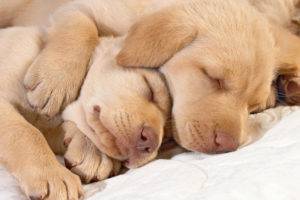 Kuinka monta koiraa nukkuu päivässä