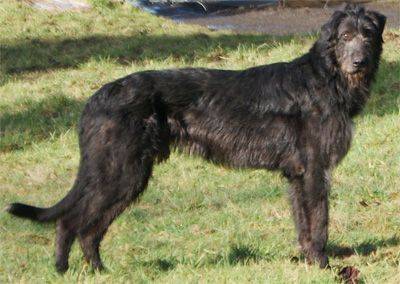 Black Irish Wolfhound