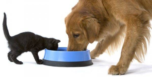 kissa ja koira syövät