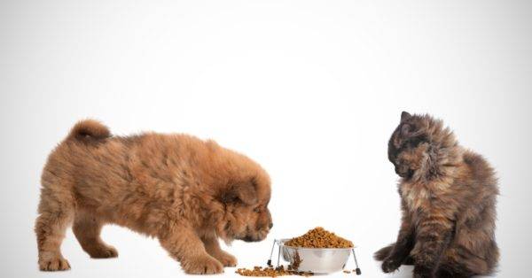 Onko mahdollista antaa koiran kissalle ruokaa, lue artikkeli