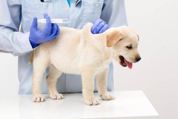 Koirien rokotukset punkkien varalta, lue artikkeli
