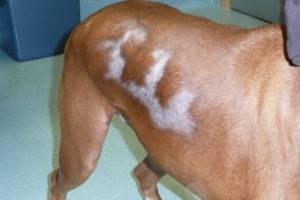 Alopecia (alopeetsia) koirilla
