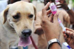 Rokotukset koiria vastaan ​​koirille