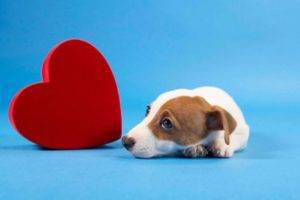 Sydämen vajaatoiminta koirilla